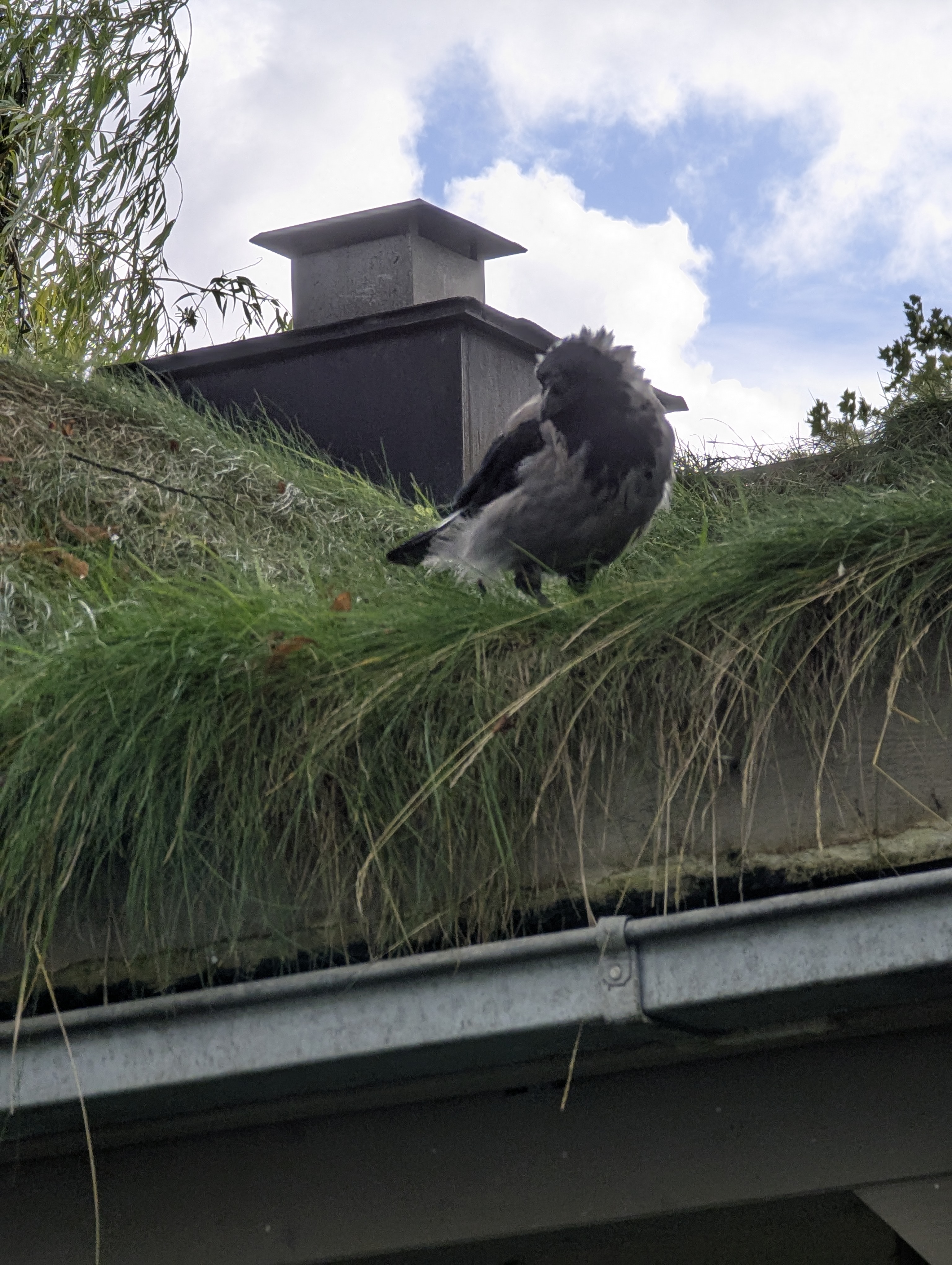 Copenhagen, SSPC, Tivoli, Denmark